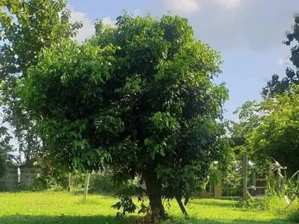 ขายที่ดินบ้านแม่โป่ง เขตดอยสะเก็ต ราคาถูก