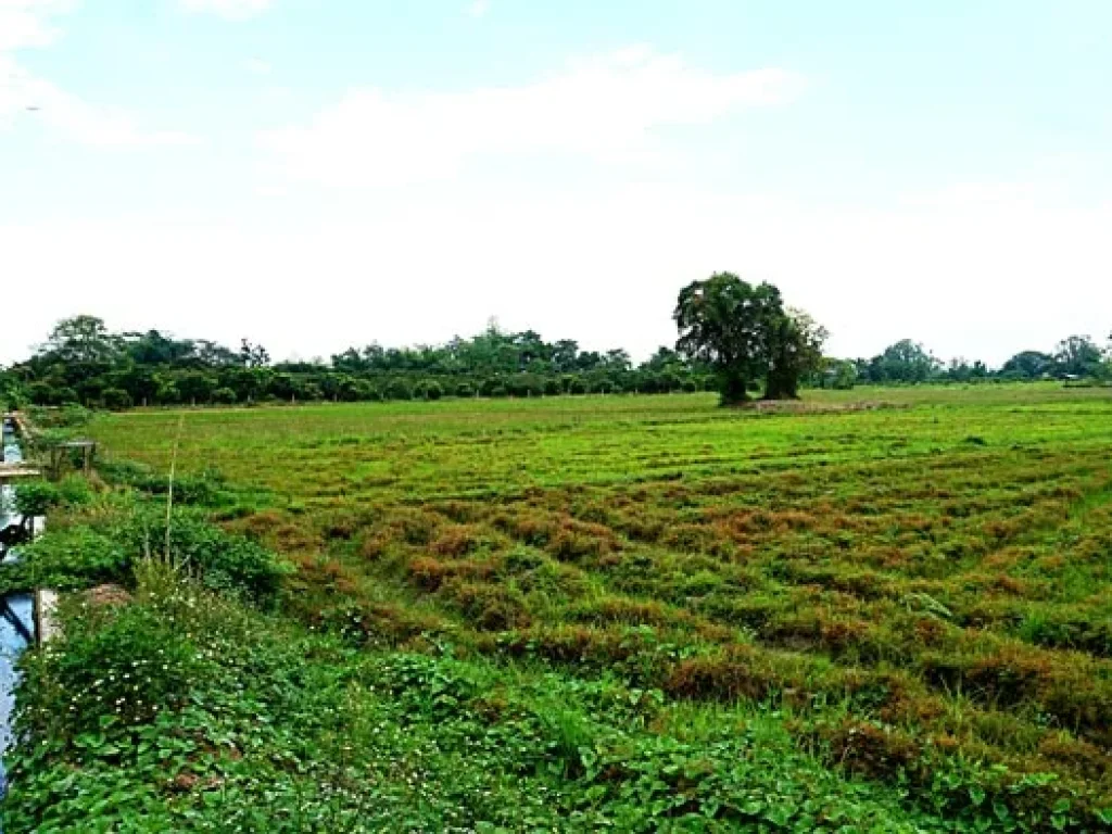 ขายที่นา ตำบลหนองแก๋ว อำเภอหางดง เชียงใหม่ ใกล้ชุมชน น้ำชลประทานสมบูรณ์