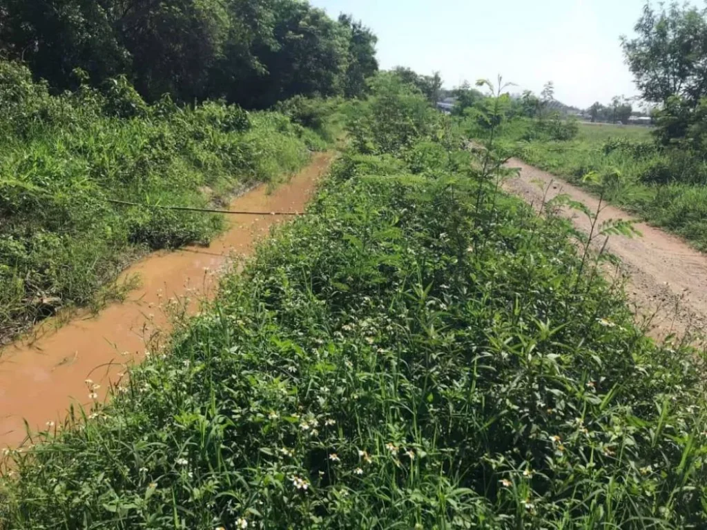 ขายที่ดินน้ำแพร่ ถนนสี่เลน 900เมตรเขตหางดง เชียงใหม่