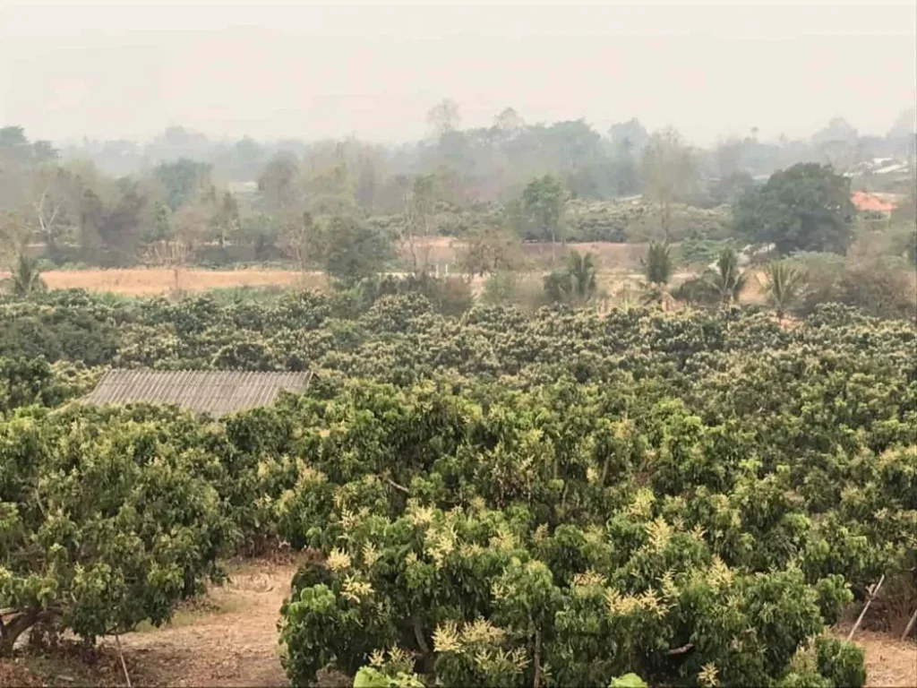 ขายที่ดิน 15ไร่ อำเภอพร้าว จังหวัดเชียงใหม่