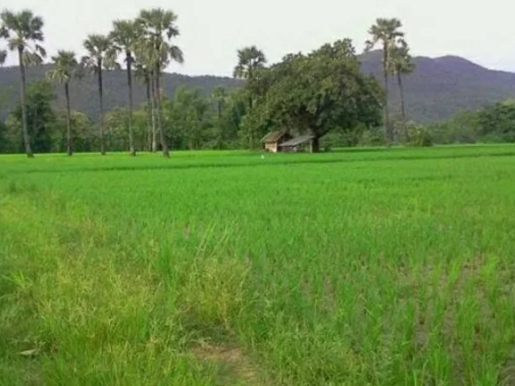 ขายด่วน ที่ดินติดน้ำ วิวภูเขา จังหวัดเชียงใหม่