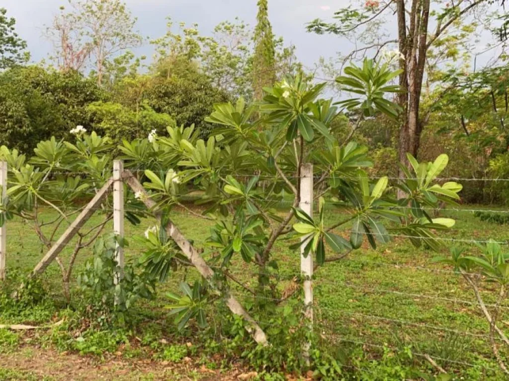 ขายที่ดินหนองควาย ติดถนนซอย หางดง ราคาถูก