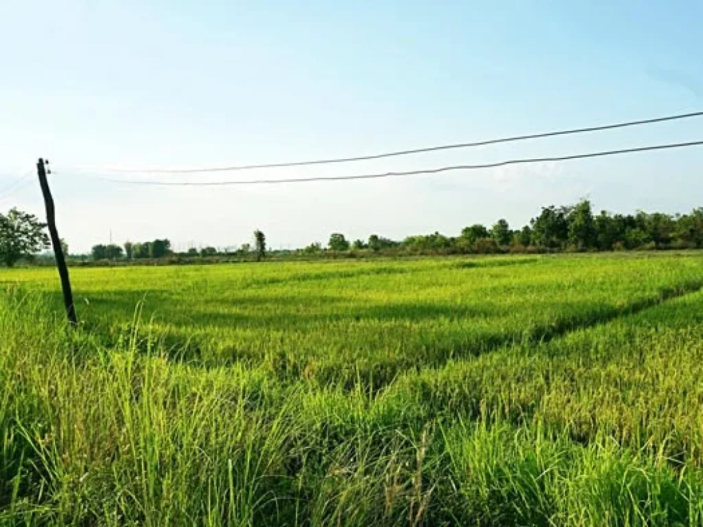 ขายที่นา ตำบลบวกค้าง อำเภอสันกำแพง เชียงใหม่ ใกล้ถนนสันกำแพงสายใหม่ หน้าที่ดินติดถนนกว่า 200 เมตร