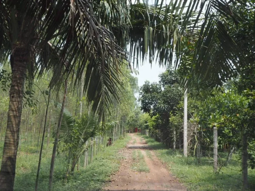 ขายที่ดิน ถฉะเชิงเทรา-พนมสารคาม ตเมืองเก่า อพนมสารคาม จฉะเชิงเทรา ทำเลดีมาก