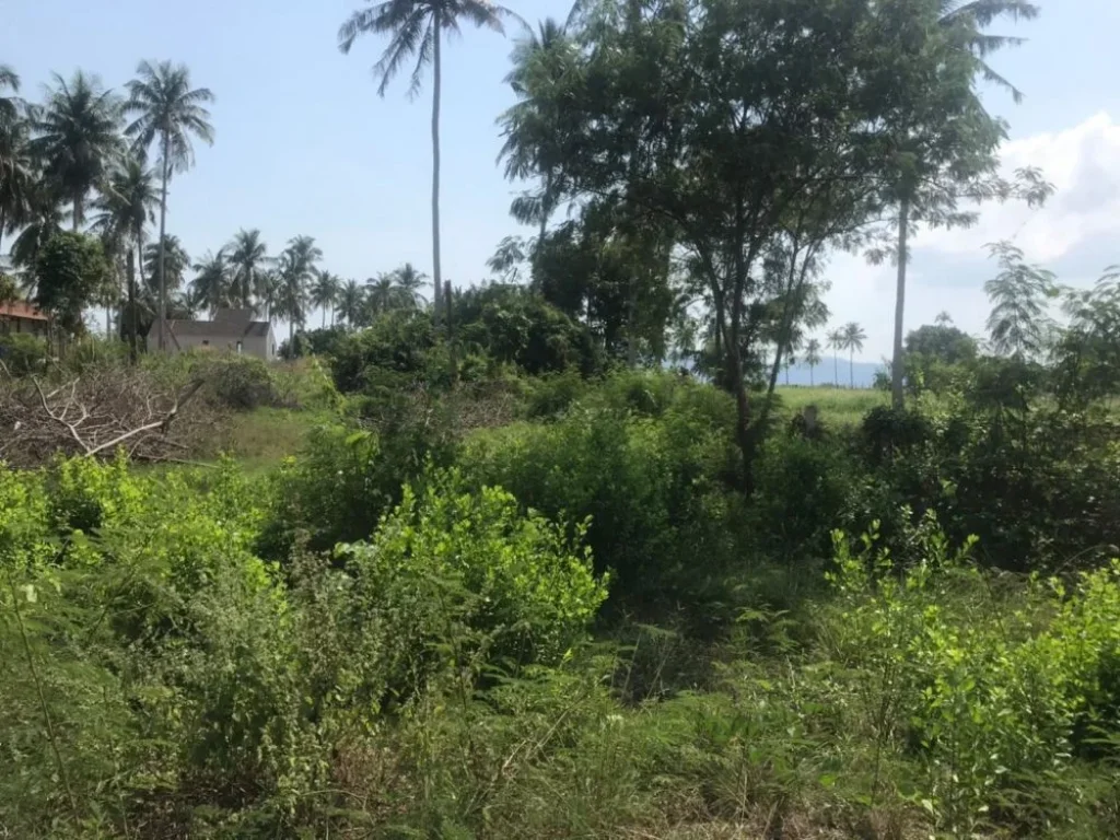 ขายที่ดินบนเกาะสมุย 5 ไร่ ตรงตลิ่งงามติชายหาดถนน