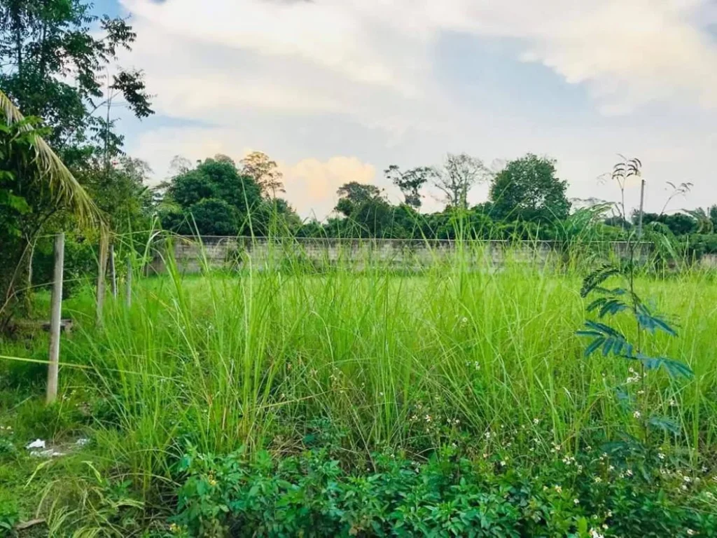 ขายที่ดินห่างถนนต้นยางเพียง 300 เมตร ราคาถูก