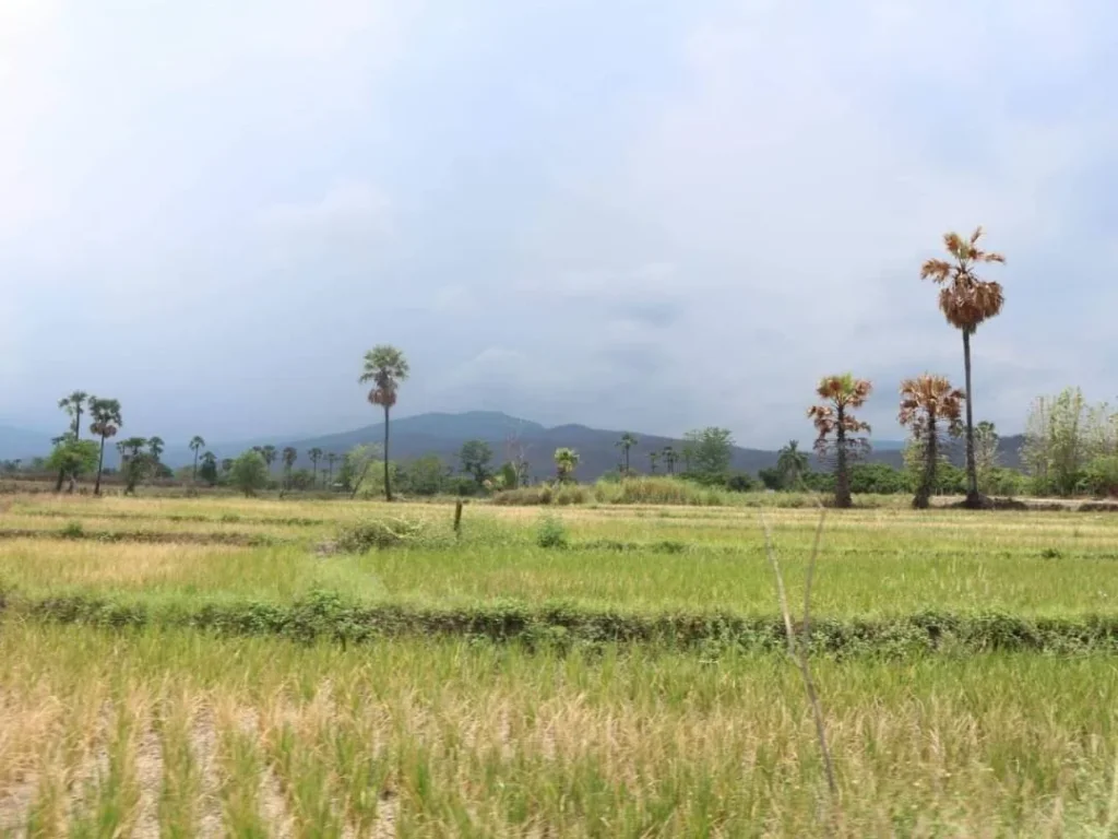 ขายที่ดินวิวดอย 180 องศา บ้านหลวง จอมทอง ราคาถูก