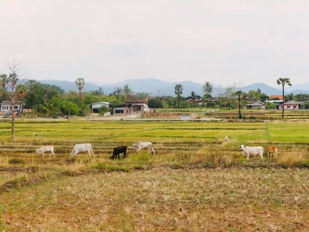 ขายที่ดินวิวดอย 180 องศา บ้านหลวง จอมทอง ราคาถูก