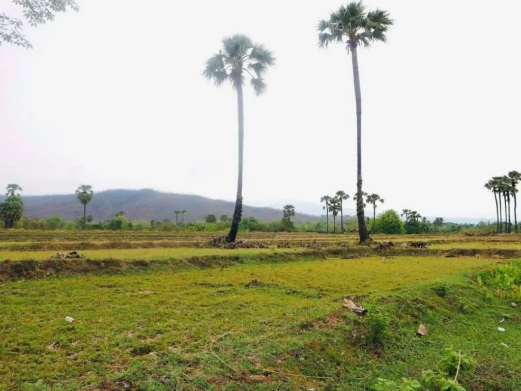 ขายที่ดินวิวดอย 180 องศา บ้านหลวง จอมทอง ราคาถูก