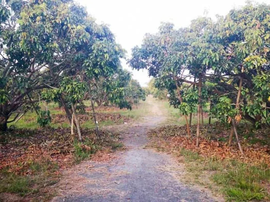 ขายที่ดินสวนลำใย แม่กุ้งหลวง ทุ่งต้อม สันป่าตอง เชียงใหม่ ใกล้แหล่งชุมชน