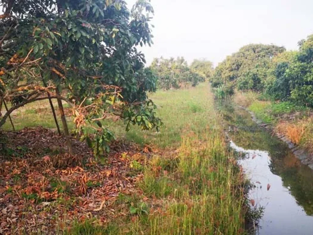 ขายที่ดินสวนลำใย แม่กุ้งหลวง ทุ่งต้อม สันป่าตอง เชียงใหม่ ใกล้แหล่งชุมชน