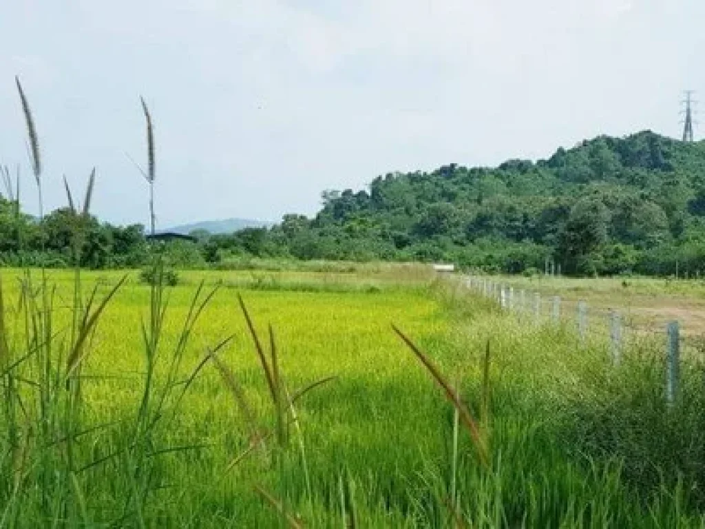 ขายที่วิวเขาล้อม รูปที่สวย ติดลำน้ำสาธารณะ 4 - 3 30 ไร่ ตท่ามะปราง อแก่งคอย สระบุรี