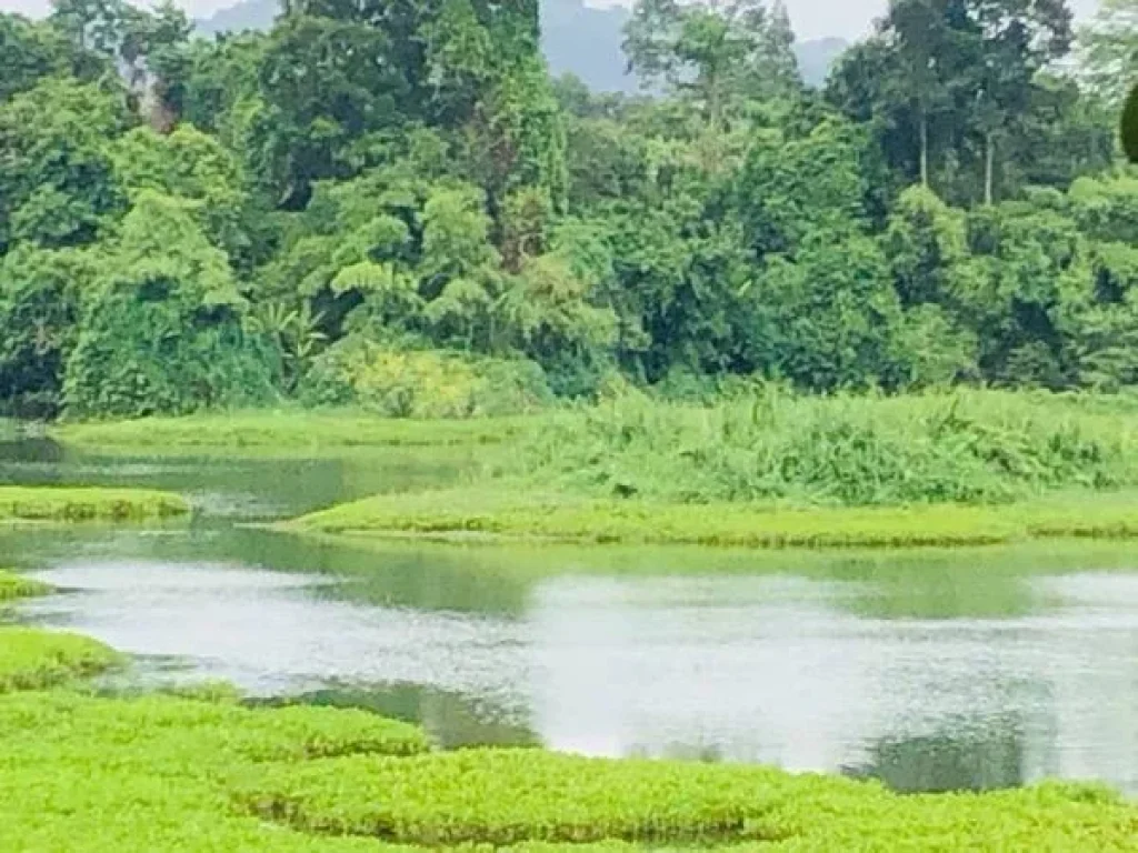 ที่ดิน ติดน้ำ ไกล้ทางหลวง สวยสุด