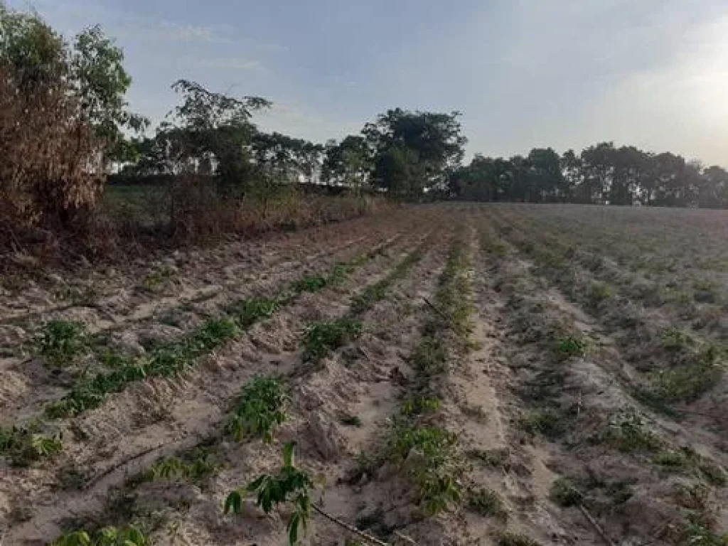 ขายที่ดินสวยเว่อร์ติดถนนมิตรภาพแถวเขาสวนกวาง กึ่งกลางระหว่างอุดรขอนแก่น ข้างหลังติดทางรถไฟ 100 ตรว180000 บาท เท่านั้น