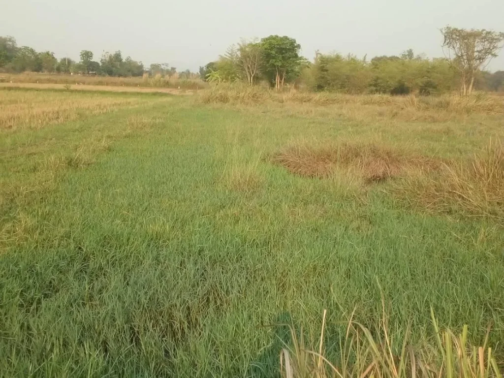 ขายที่ดินสวย2ไร่ติดถนนติดคลองเหมาะทำการเกษตรขายถูกๆๆ