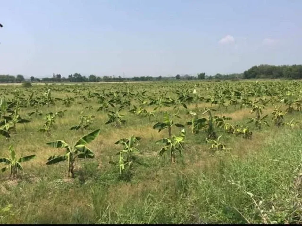 ที่ดินเพื่อการเกษตร สระบุรี