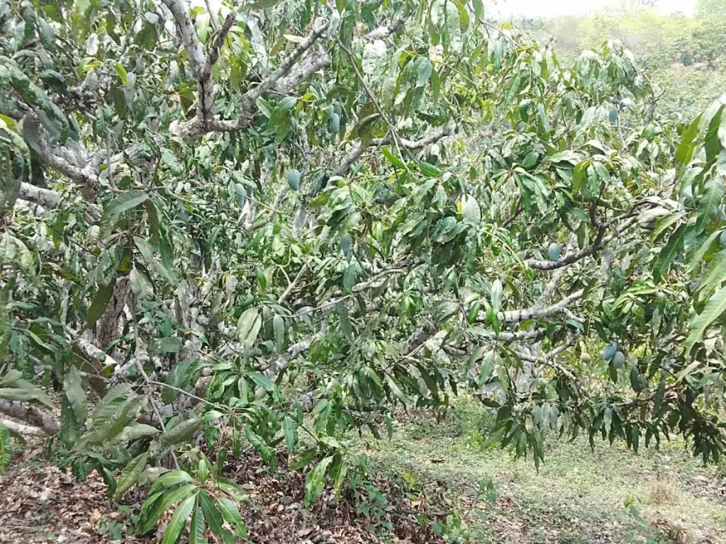 ขายสวนผลไม้โฉนด 4 ไร่ เศษ บ้านบุฮม ตบุฮม อเชียงคาน จเลย