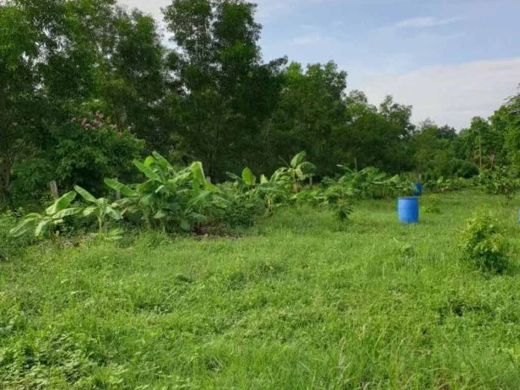 คลองสาม ปทุมธานี ที่ดิน 1-1-75 ไร่ 575 ตรวเหมาะสำหรับ