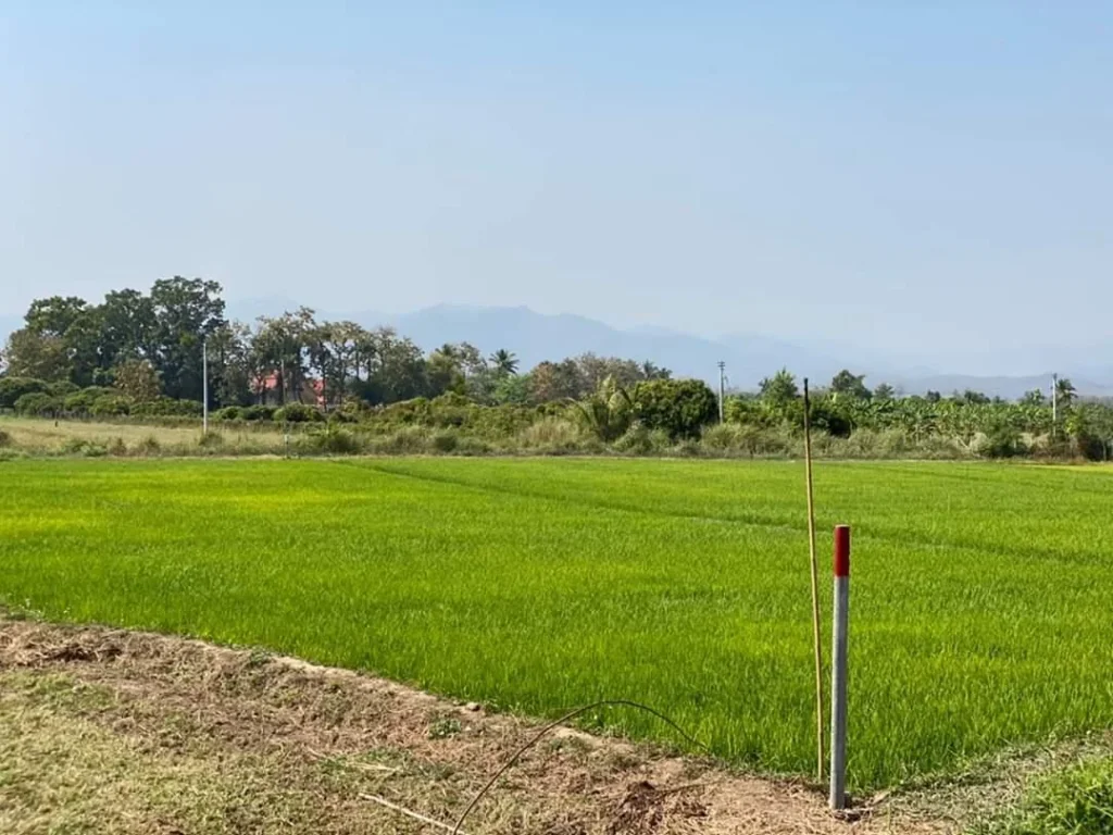 ขายที่นาวิวดอย สันป่าตองบ้านน้ำบ่อหลวง