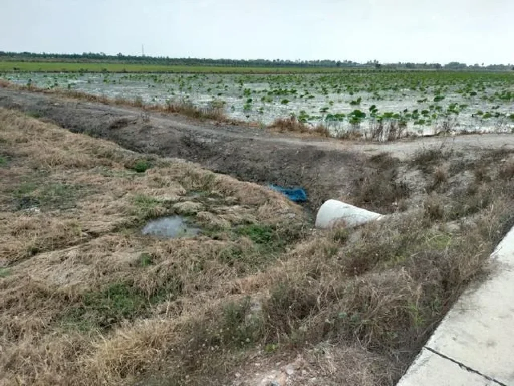 ที่ดินติดสระบัว ไทรน้อย