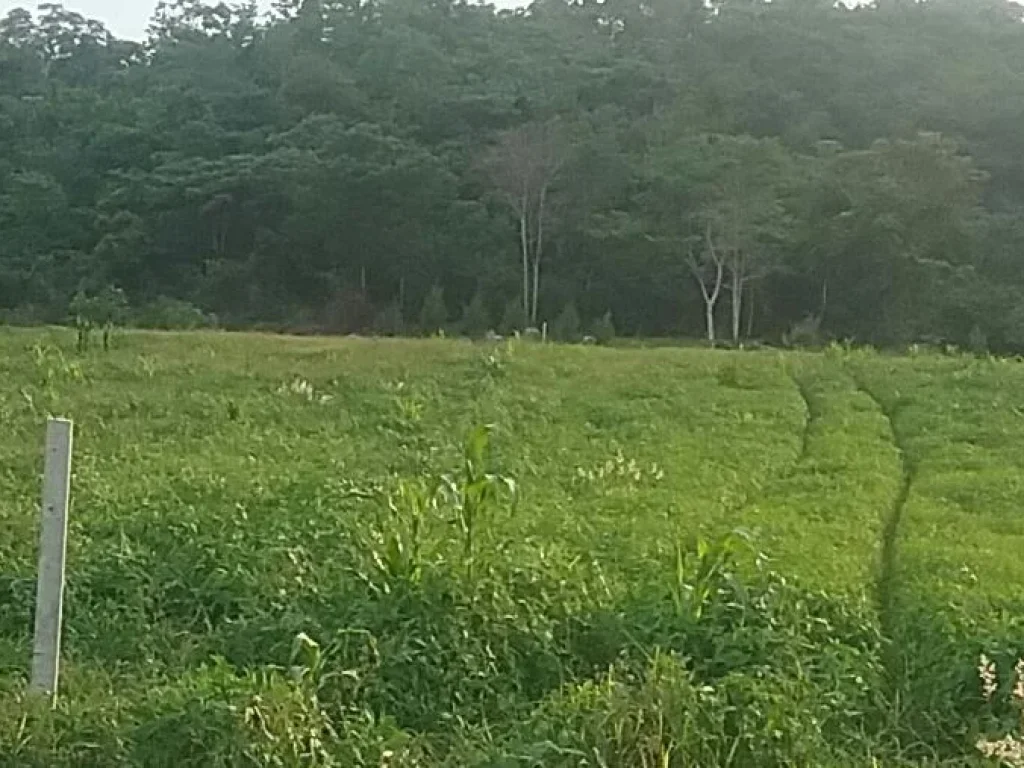 ขายที่ดิน 2 ไร่เนินสูงหลังติดเขาเหมาะสำหรับปลูกบ้านบรรยายกาศเงียบสงบเป็นส่วนต้ว