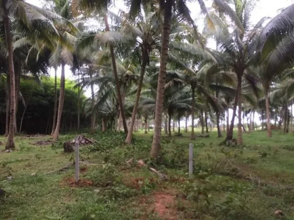 เจ้าของขายเองที่ดิน ติดทะเล ประจวบคีรีขันธ์