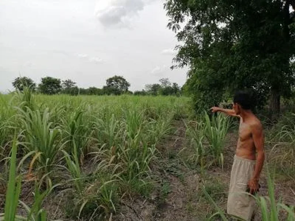 ต้องการขายด่วน ที่ดินสระบุรี อำเภอพระพุทธบาท เนื้อที่ 13 ไร่เศษ เจ้าของขายเอง