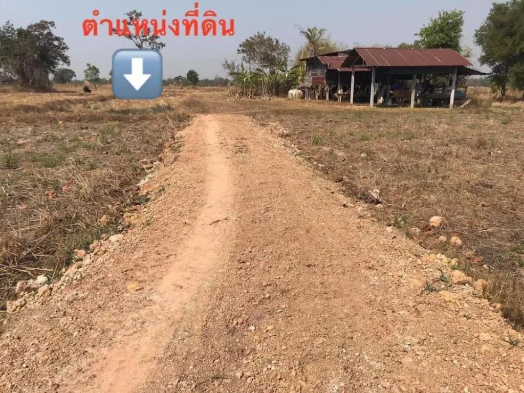 ด่วนขายที่ดินราคาถูกก อเดชอุดม ที่ดินตั้งอยู่ บ้านหนองสำราญ อำเภอเดชอุดม ขายยกแปลง 95000 บ พื้นที่ 1 งาน 17 ตรว