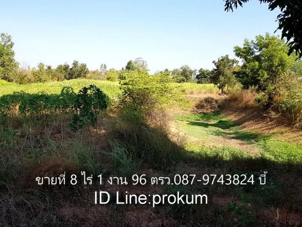 ขายที่8ไร่โฉนด 75000 บาท จเพชรบูรณ์