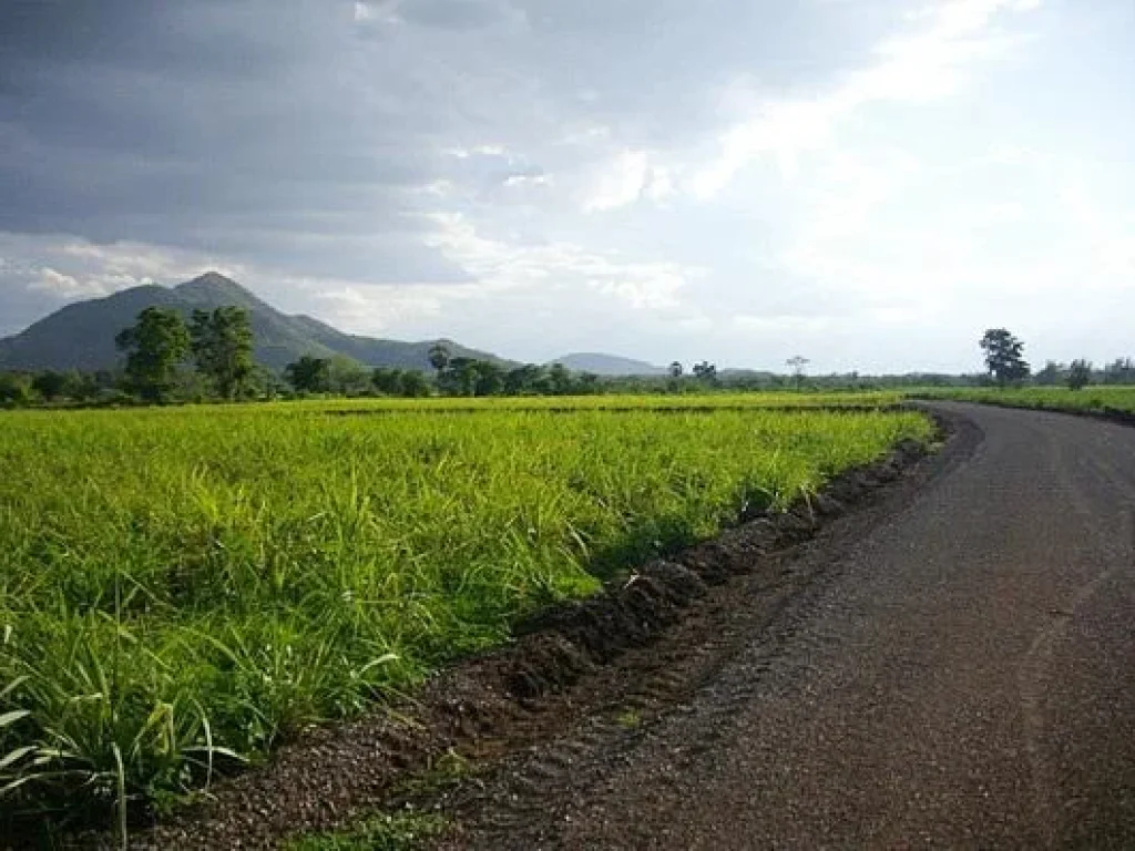 ขายที่ดินโฉนด27ไร่ๆละ90000บาทตศิลาทิพย์ อชัยบาดาล จลพบุรี