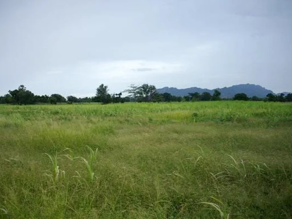 ขายที่ดินโฉนด12ไร่ๆละ120000บาทตบัวชุม อชัยบาดาล จลพบุรี