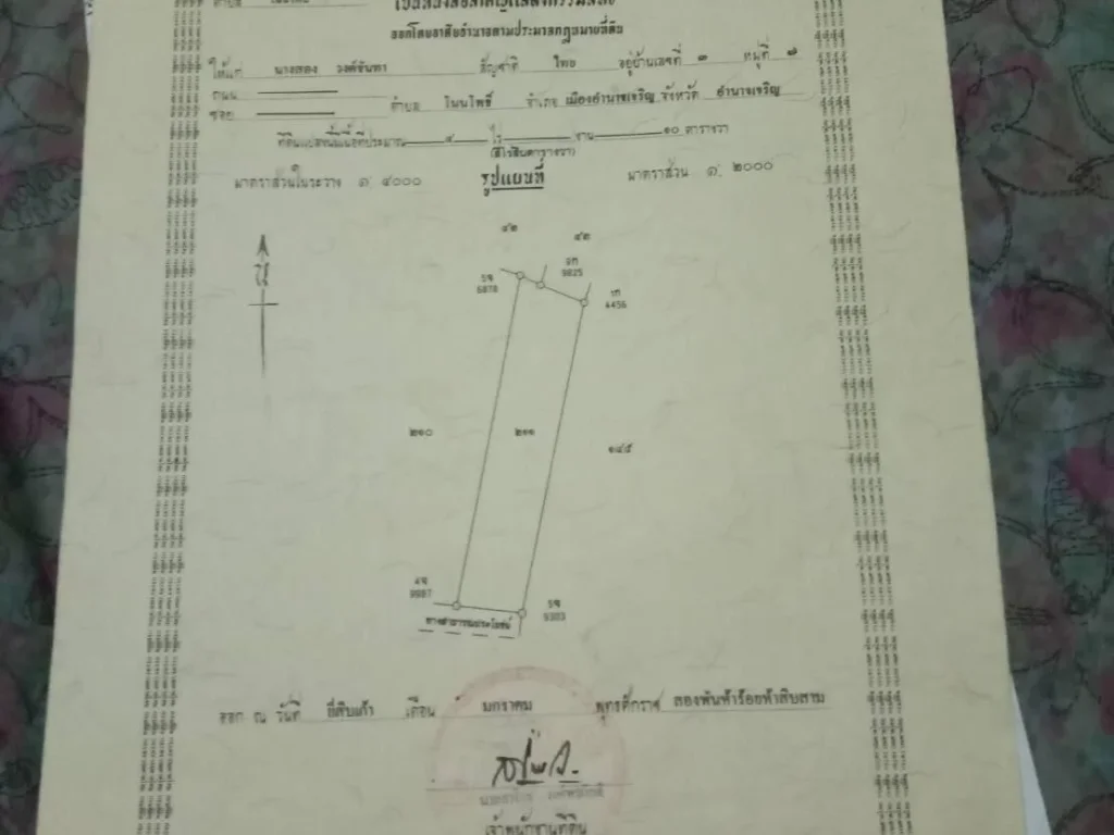 ถูกๆๆๆๆถูกกว่านี้ไม่มีอีกแล้ว85000แปดหมื่นห้าพันบาทต่อไร่ ที่ดินมี 4 ไร่