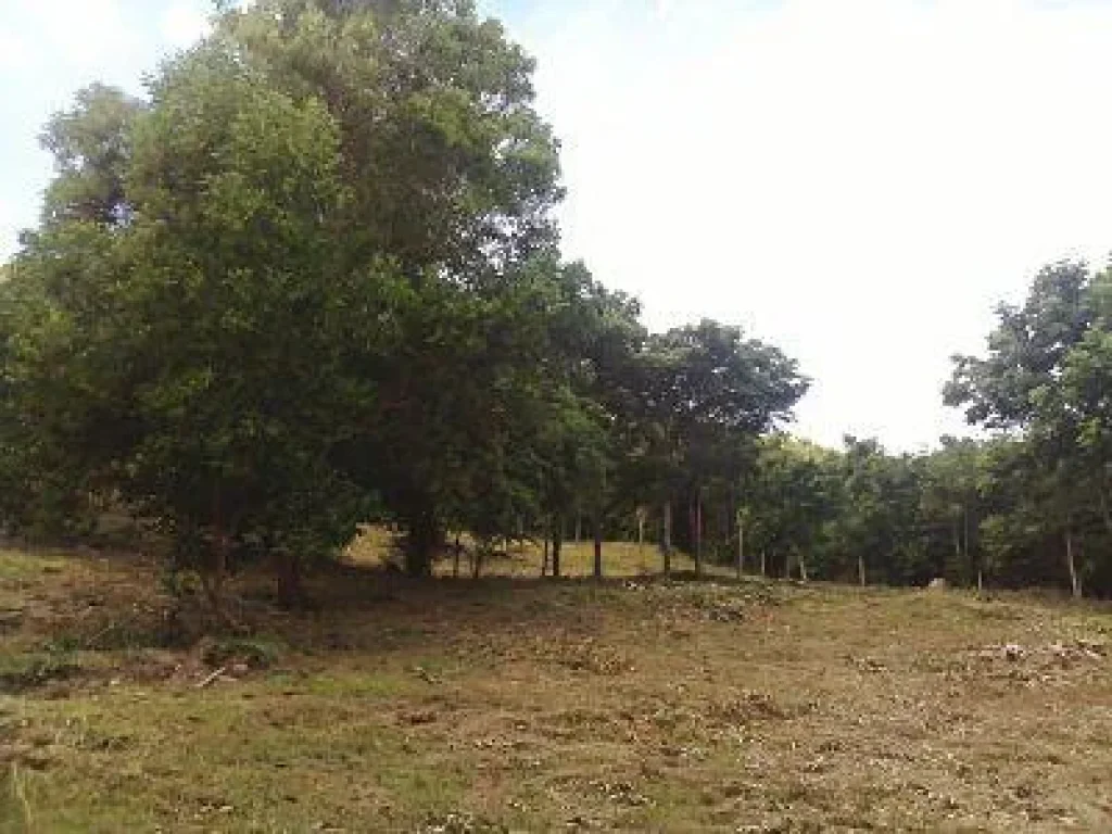 Land near beach Chumphon with Chanote for sale very beautiful suitable for Villas