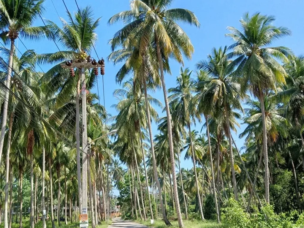 ขายที่ดินติดทะเลชายหาด เกาะสมุย 3ไร่1งาน