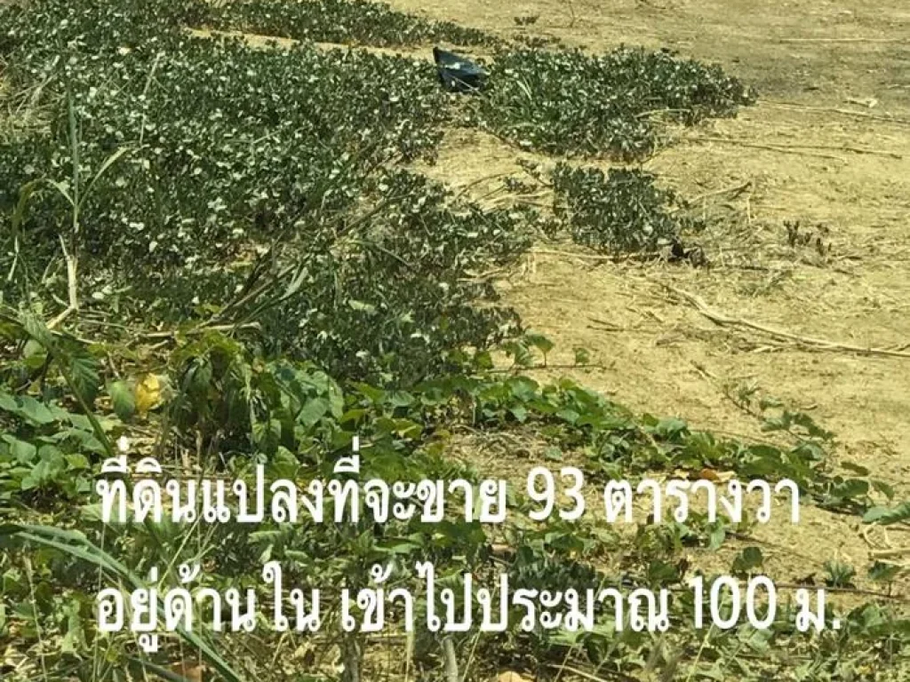 ขายที่ดิน ซอยวัดไก่ อบตหันสัง บางปะหัน พระนครศรีอยุธยา 93 ตรว ถูกมาก ผ่อนไม่เสียดอกเบี้ย