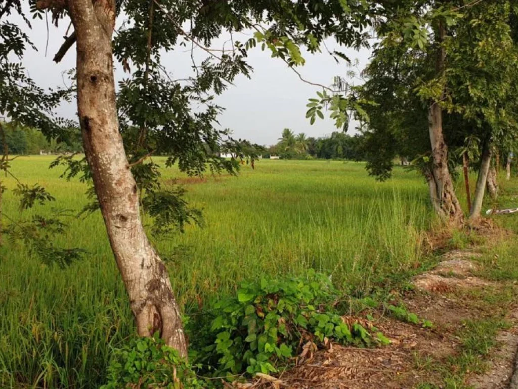 ขายที่ดินสันพระเนตร ค้าขายได้ สันทรายเชียงใหม่