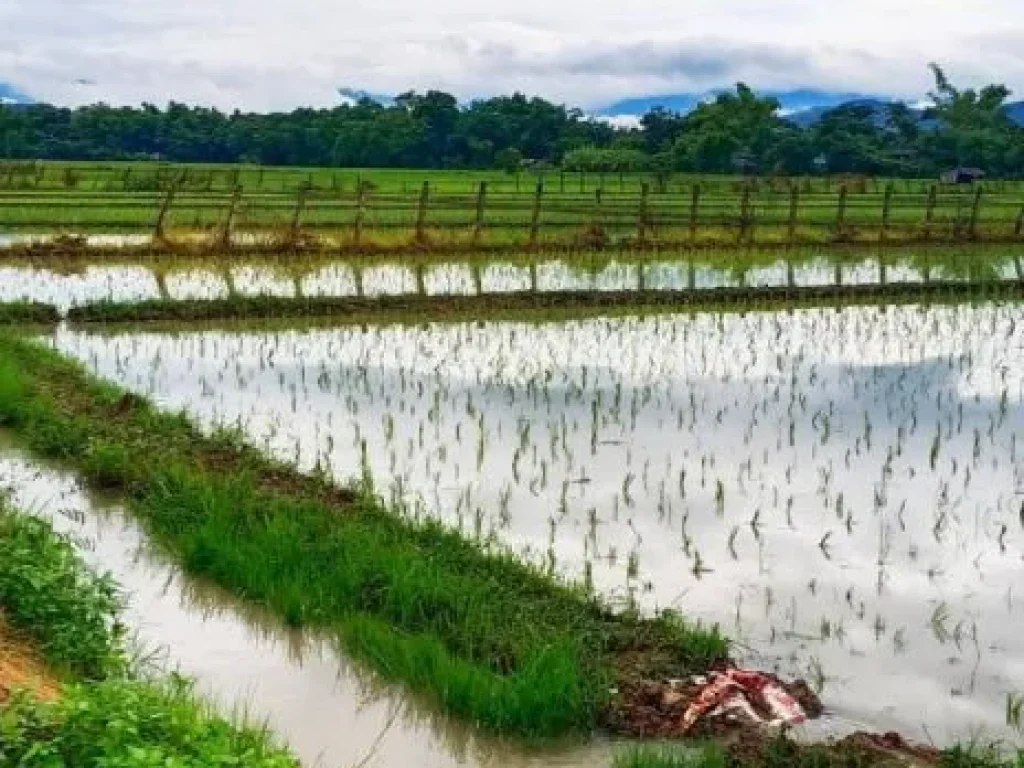 ขายที่ดินห่างโรงพยาบาลดอยสะเก็ตเพียง 6km เหมาะกับสร้างบ้านขาย