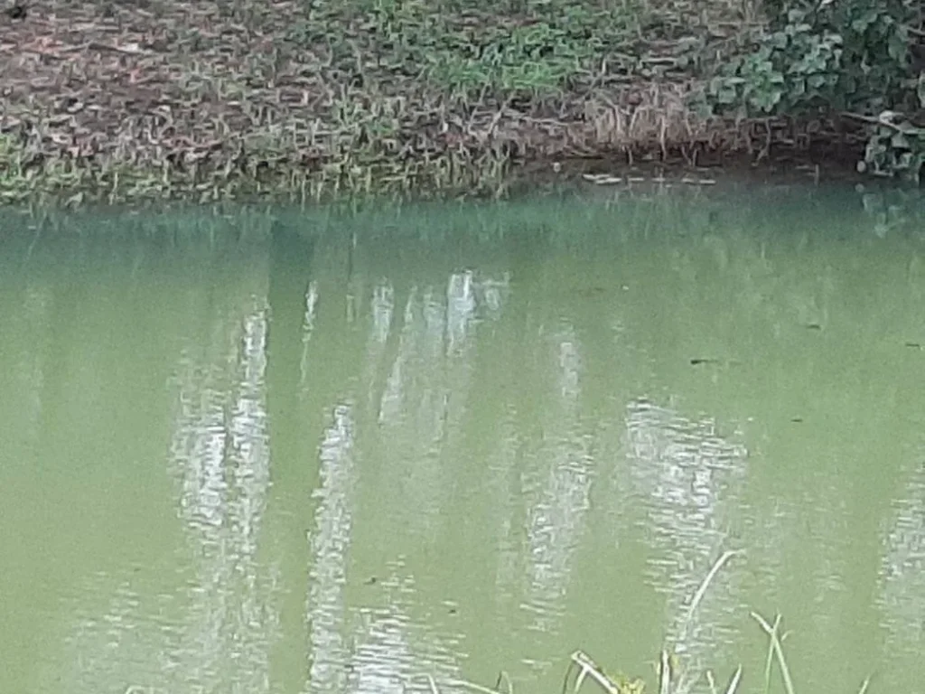 ขายที่ดินติดคลองประแสร์ น้ำดี ที่สวย โฉนด 3ไร่ ใกล้ถนนสุขุมวิท