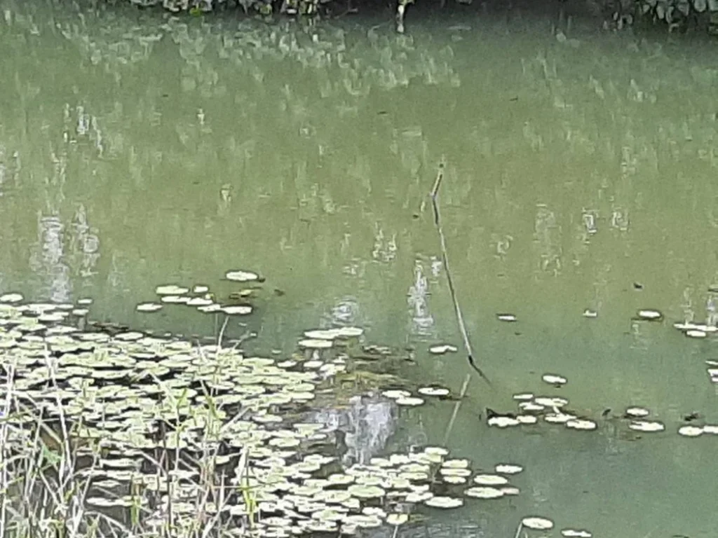 ขายที่ดินติดคลองประแสร์ น้ำดี ที่สวย โฉนด 3ไร่ ใกล้ถนนสุขุมวิท