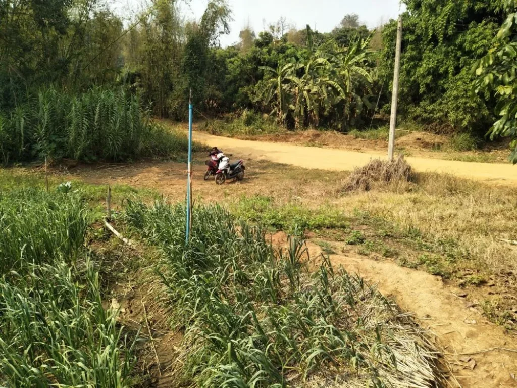 ขายที่ดินบ้านทุ่งละคร วิวดอย เชียงดาว เชียงใหม่