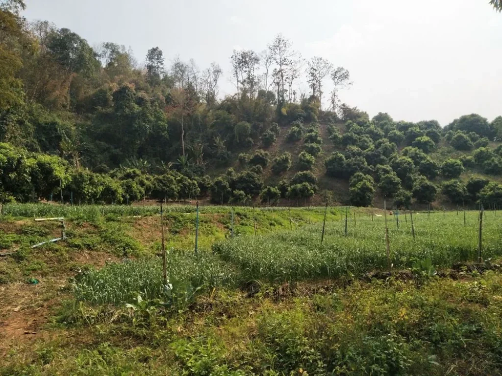 ขายที่ดินบ้านทุ่งละคร วิวดอย เชียงดาว เชียงใหม่