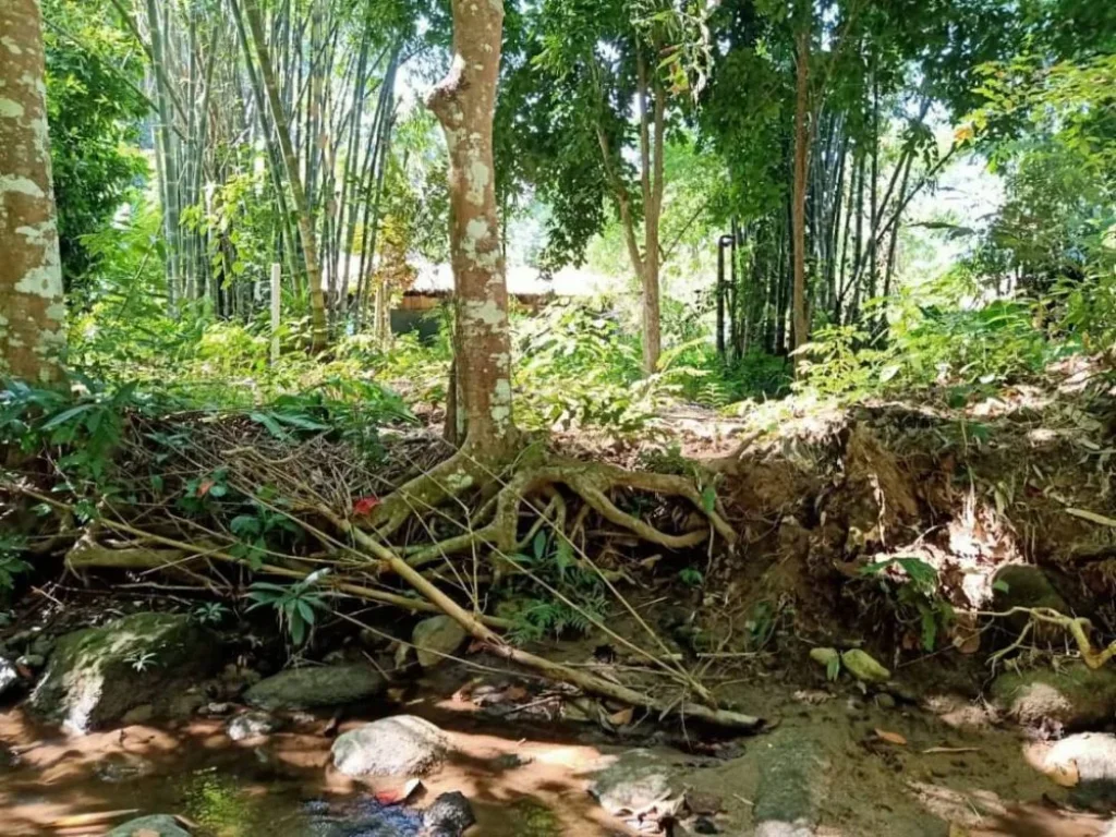 ขายที่ดินติดธารน้ำไหล แม่นะ เชียงดาว เชียงใหม่