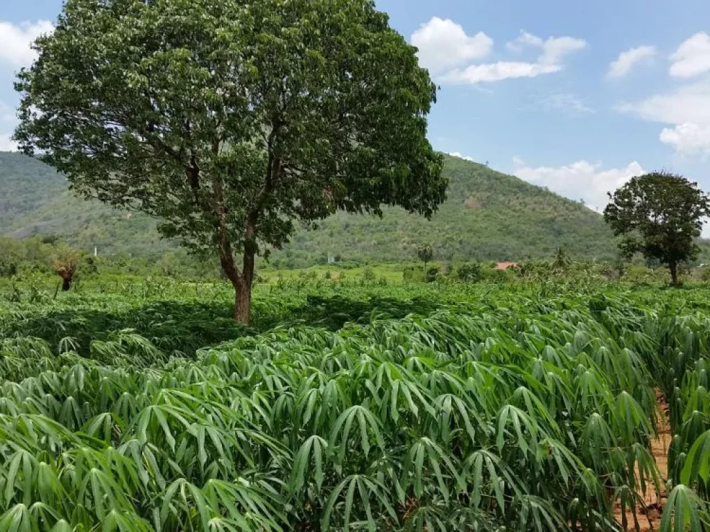 ที่ดินลำตะคอง คลองไผ่ เขาพริก สีคิ้ว