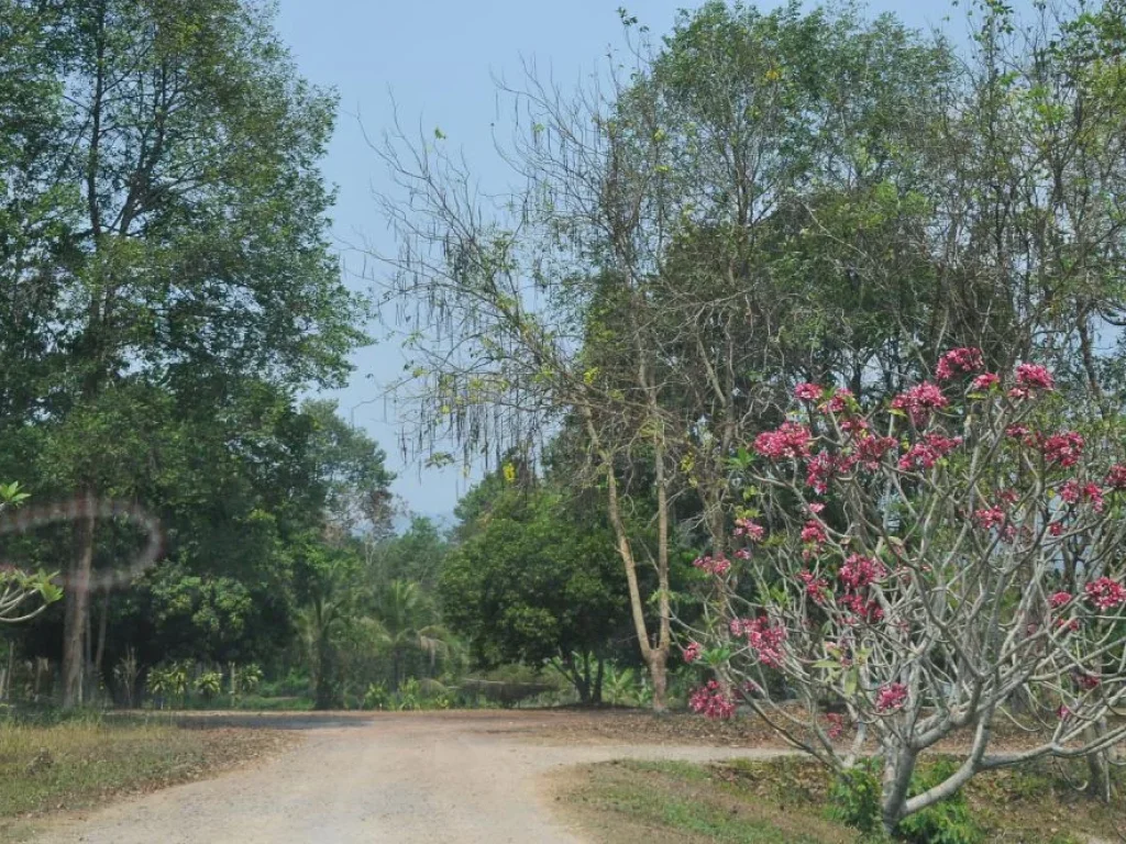 ที่ดินแปลงสวยพร้อมสิ่งปลูกสร้าง วิวภูเขา