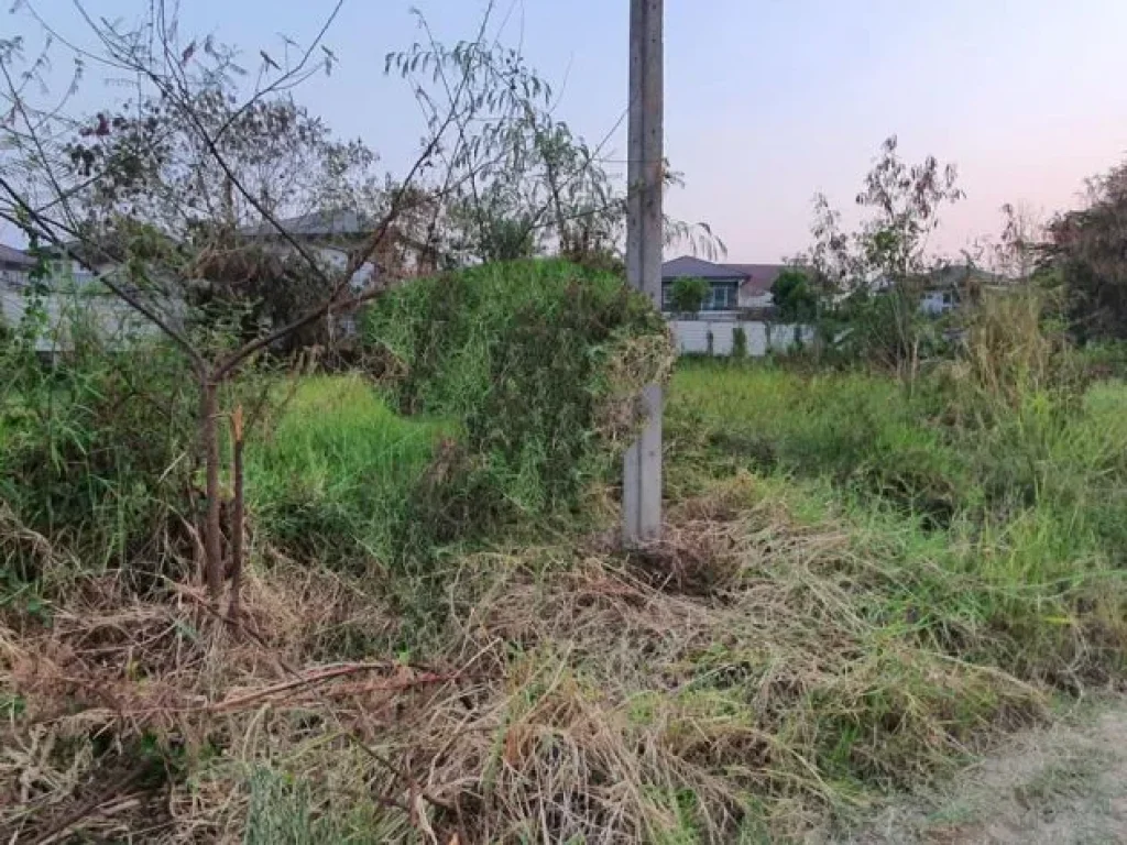 ขายที่ดินแถวบ้านมอญ เรือนแพ 1 สันกลางเชียงใหม่