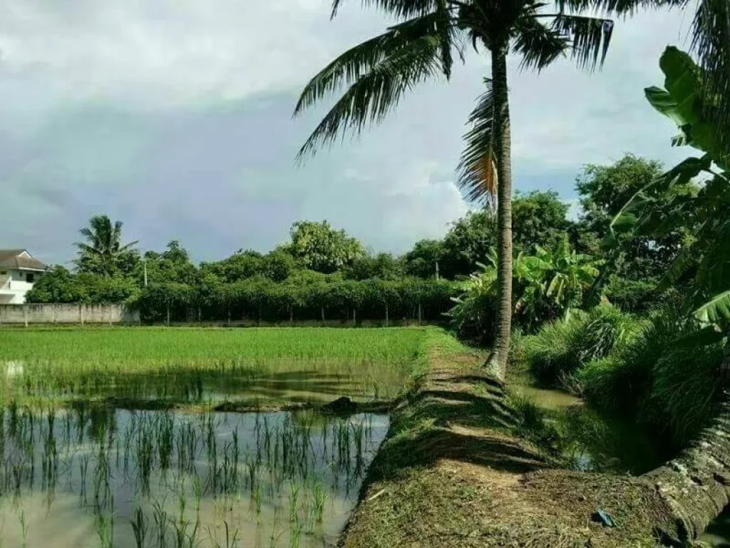 ขายที่นา วิวดอยเหมาะกับการเกษตรแม่แฝกใหม่สันทรายเชียงใหม่