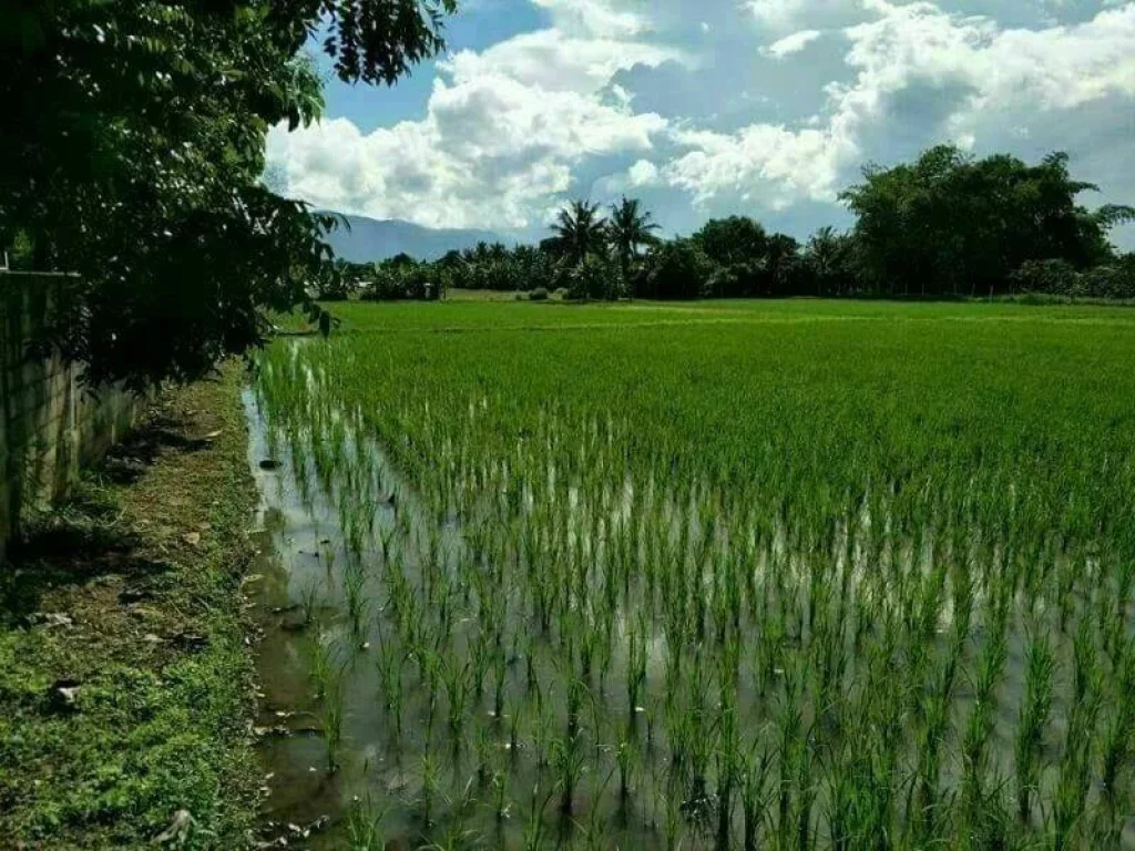 ขายที่นา วิวดอยเหมาะกับการเกษตรแม่แฝกใหม่สันทรายเชียงใหม่