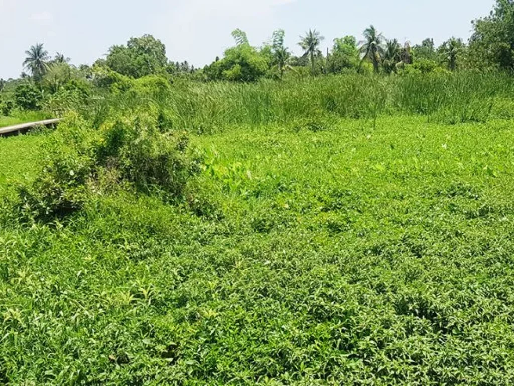 ขายบ้านพร้อมที่ดินติดริมแม่น้ำเจ้าพระยา อเกาะเกร็ด จนนทบุรี