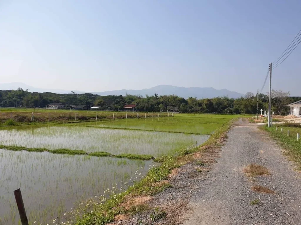 ที่ดินเปล่าวิวทุ่งนาบรรยากาศดีแม่ริมเชียงใหม่ขายถูก