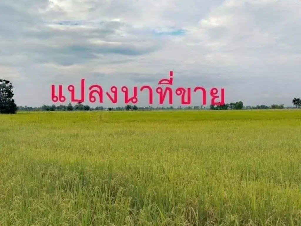 ขายที่ดิน62ไร่ ราคาไร่ละ100000บาท